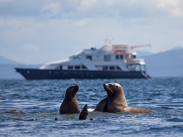 seals near Chichagoff Island, Alaska