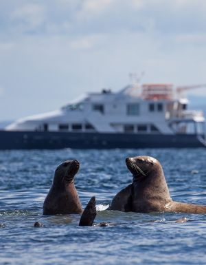 Uncruise Alaska, seals