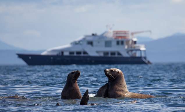 Uncruise Alaska, seals