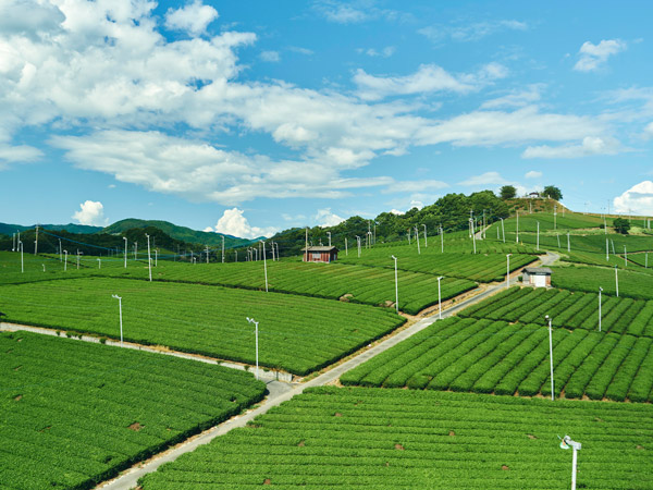 clean and rich green tea fields in Japan