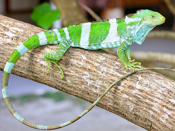 Malolo Fiji crested iguana