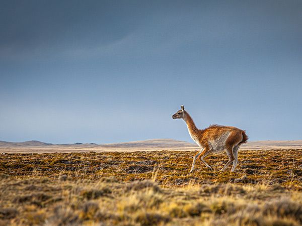 Guanaco in Patagonia argentina