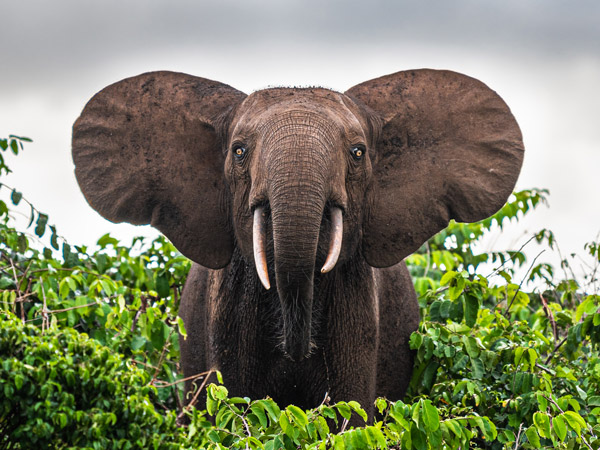 a close-up shot of a forest elephant in Gabon