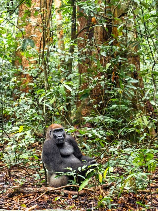 a gorilla sitting amongst the trees in Loango National Park.