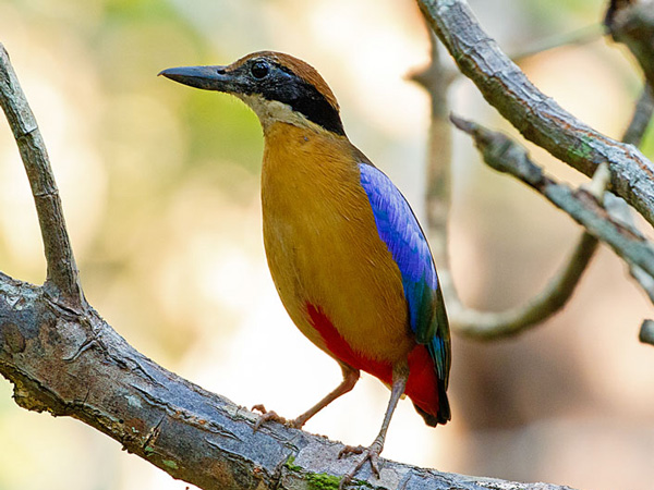 a mangrove pitta bird resting on a tree branch