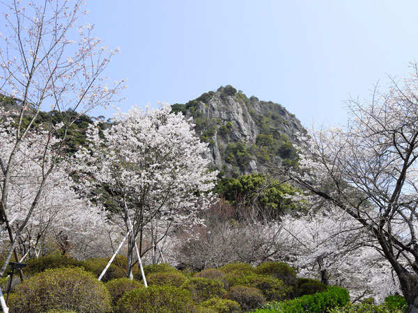 cherry blossom trees blooming in Saga, Kyushu, Japan