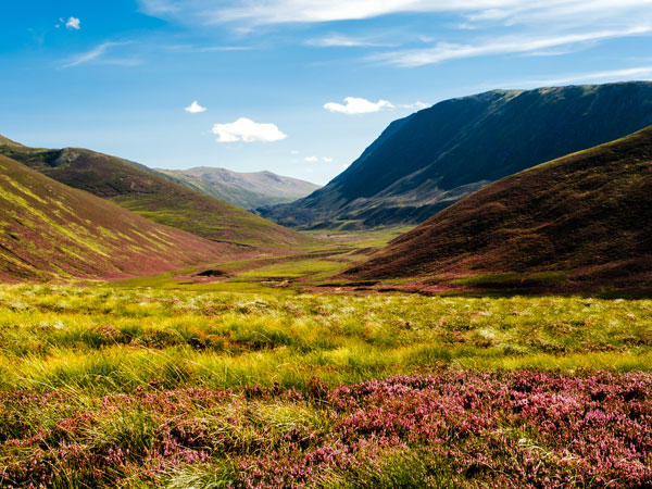 verdant highlands in Scotland