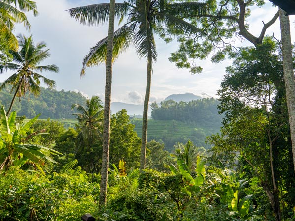 scenic views of the Ubud forest