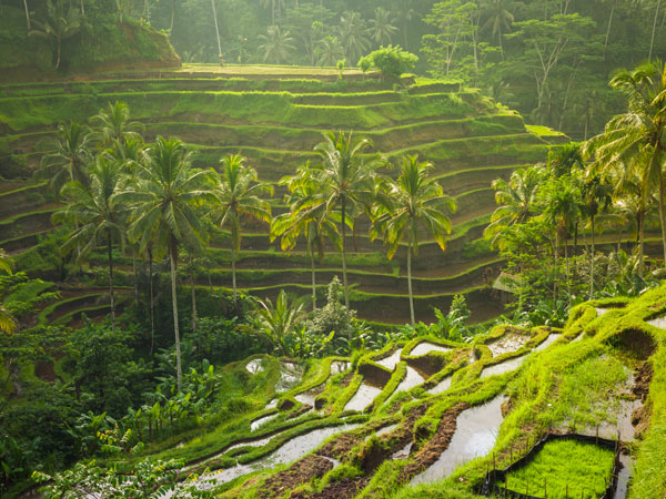 view of the rice terraces in central Bali
