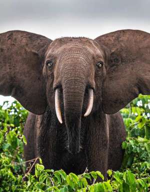 a close-up shot of a forest elephant in Gabon