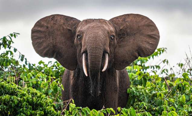 a close-up shot of a forest elephant in Gabon