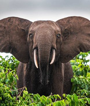 Three of the best sustainable tours through Gabon’s scenic routes