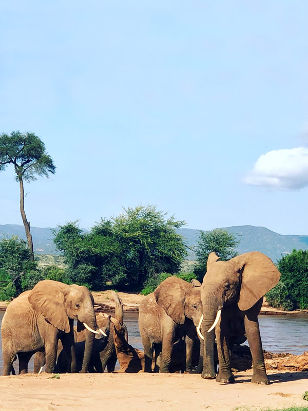 a herd of elephants in South Africa