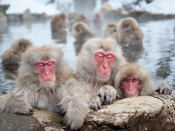 Snow monkey Japan