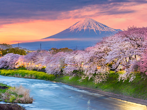 Mount Fuji Cherry Blossoms