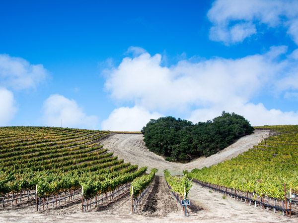 a verdant vineyard with heart-shaped grove of oak trees in Valentine Hill, Paso Robles