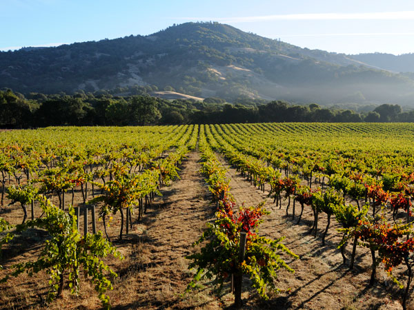 a pinot noir vineyard in Mendocino, California
