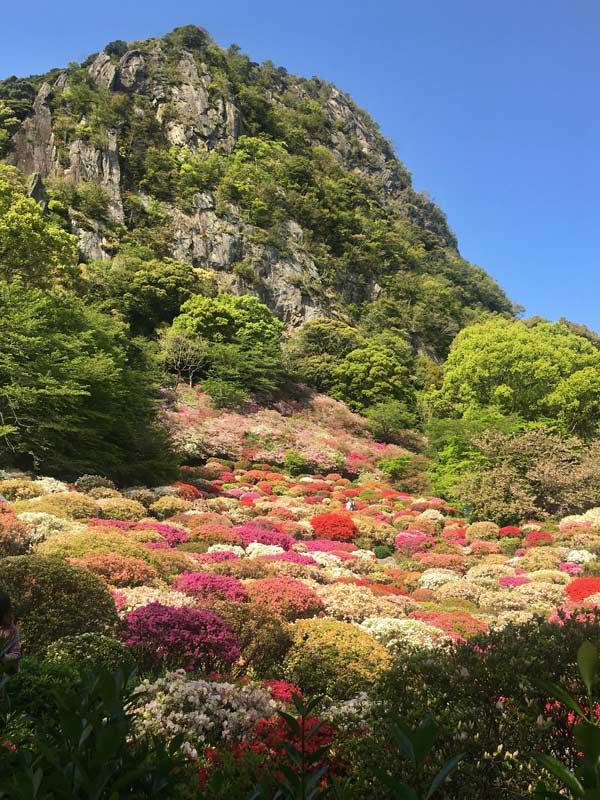 a colourful garden in Kyushu, Japan