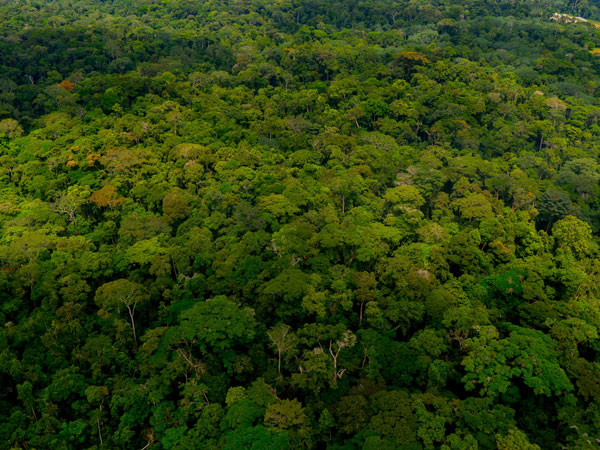 verdant rainforest in Gabon