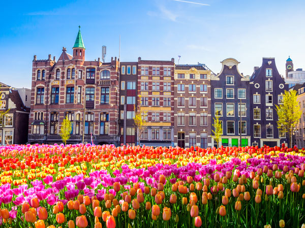 colourful tulip fields in Amsterdam