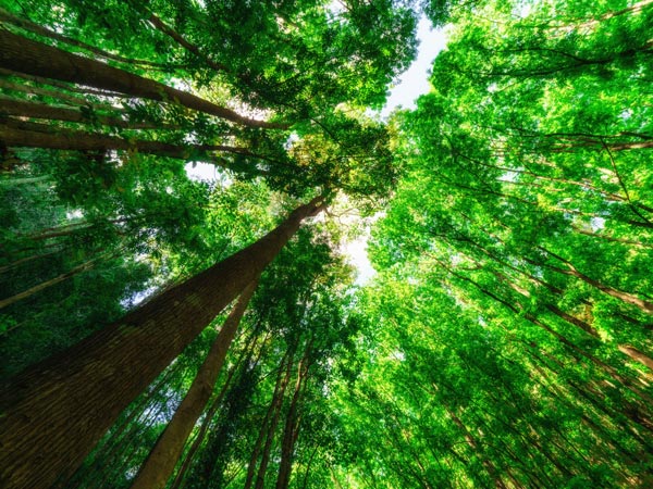 tall mahogany trees at Bilar Manmade Forest, Bohol, Philippines