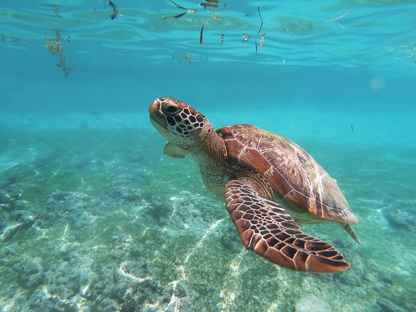 a green sea turtle at Moalboal, Cebu, Philippines
