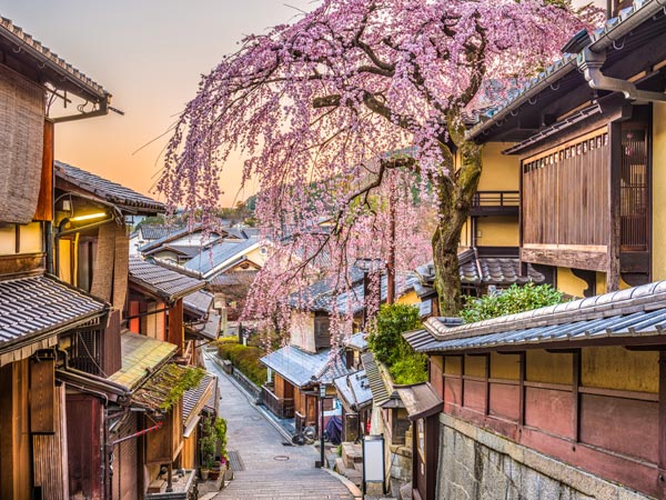 a sakura tree along the quiet streetscape of Japan