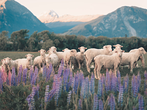 a herd of sheep in the flower fields of New Zealand