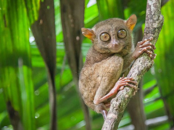 a close-up photo of a tarsier hanging tightly on a tree branch in Bohol, Philippines