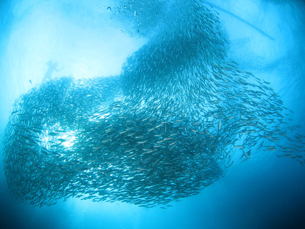 the famous sardine run in Moalboal, Cebu, Philippines