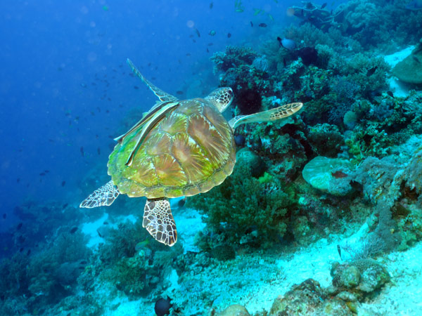 a sea turtle at the bottom of the sea on Balicasag Island, Bohol, Philippines