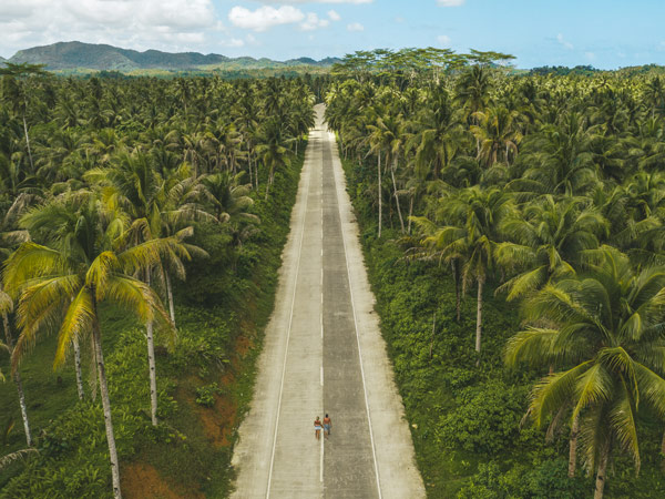 an aerial view of the coconut plantation in Siargao