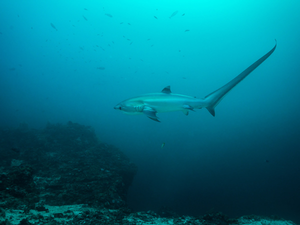 a thresher shark at Malapascua Island, Cebu, Philippines