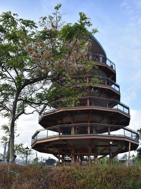 a tree of local cherry blossoms blooming at Balayong Park, Puerto Princesa