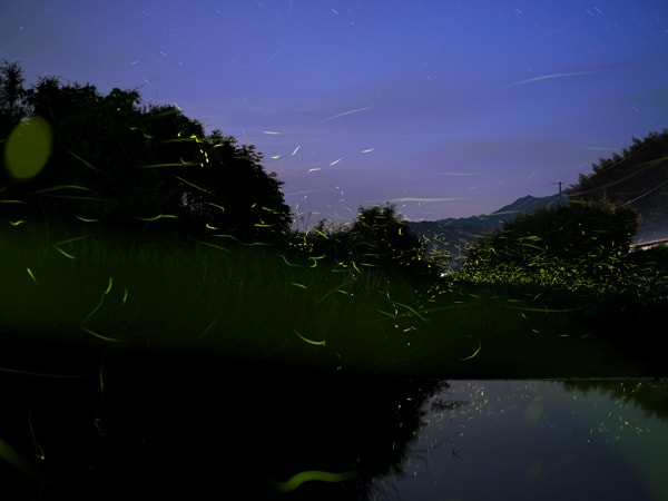 fireflies dancing at night