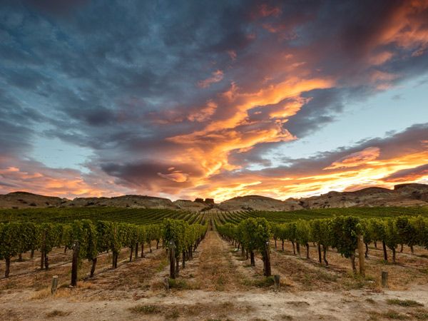 Felton Road: New Zealand's Most Critically Acclaimed Winery — and Why You Cannot Simply Visit — Market Insights New Zealand luxury property