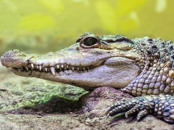 a close-up shot of a Philippine Crocodile