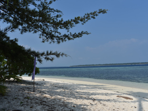 pine trees on the side of the shore at Canibungan Island