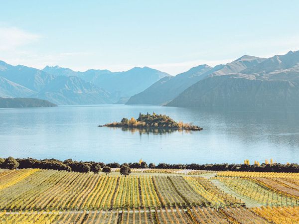 Views over Rippon Vineyard over the lake in the distance - Central Otago New Zealand