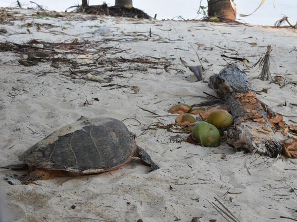 a sea turtle on the way back to the shore after laying eggs, Balabac, Palawan, Philippines