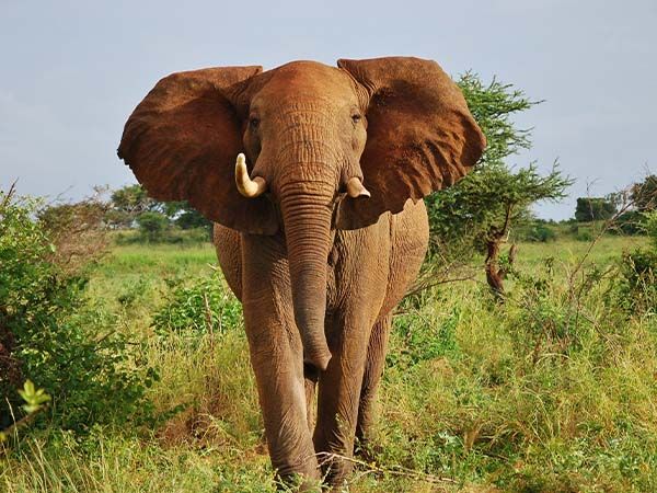 Elephant in Meru National Park