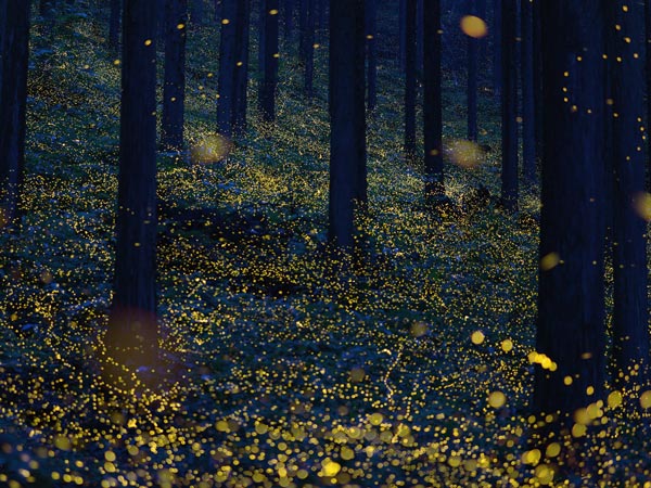 fireflies flickering in a forest at the Tottori Prefecture, Japan