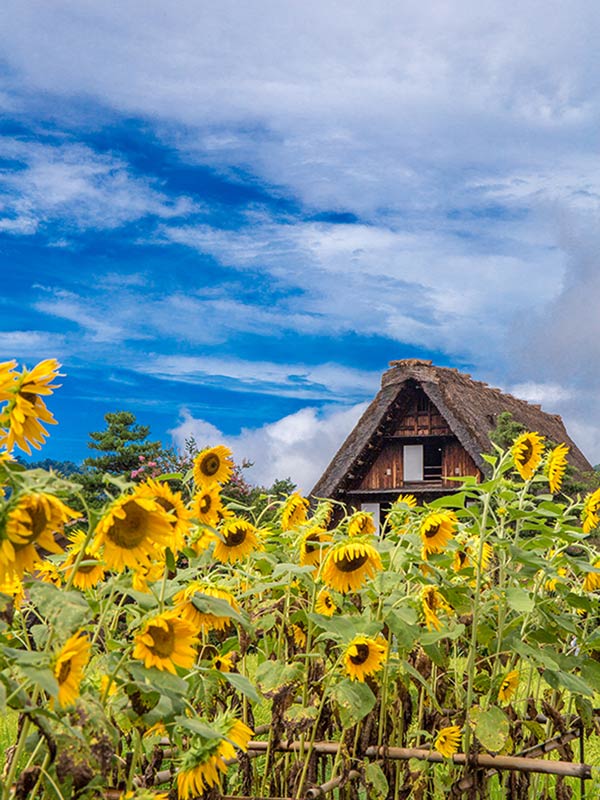 a farmhouse set on a sunflower field