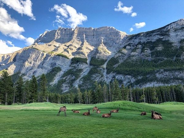 deers at Fairmont Banff Springs Golf Course