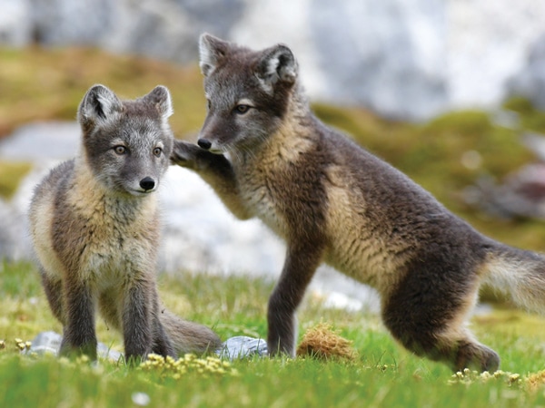 arctic foxes at Hornsund, Gnålodden, Svalbard