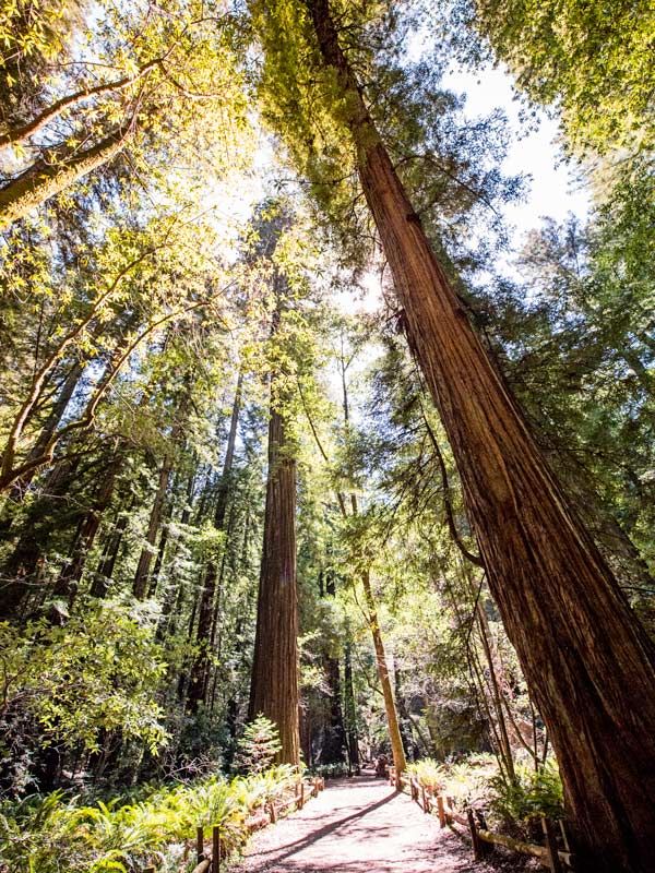 tall trees at Armstrong Redwoods State Natural Reserve