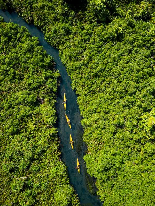 Asaga Mangroves