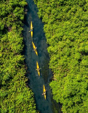 kayaking Asaga Mangroves, things to do in Samoa