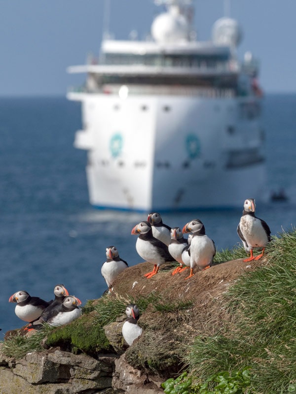 a group of Atlantic puffins in Iceland