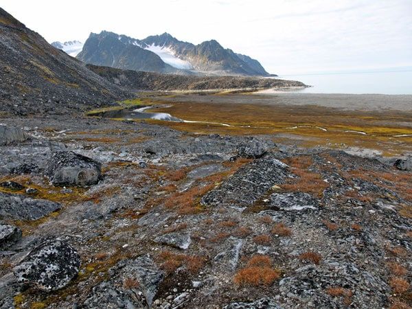 the arctic wilderness